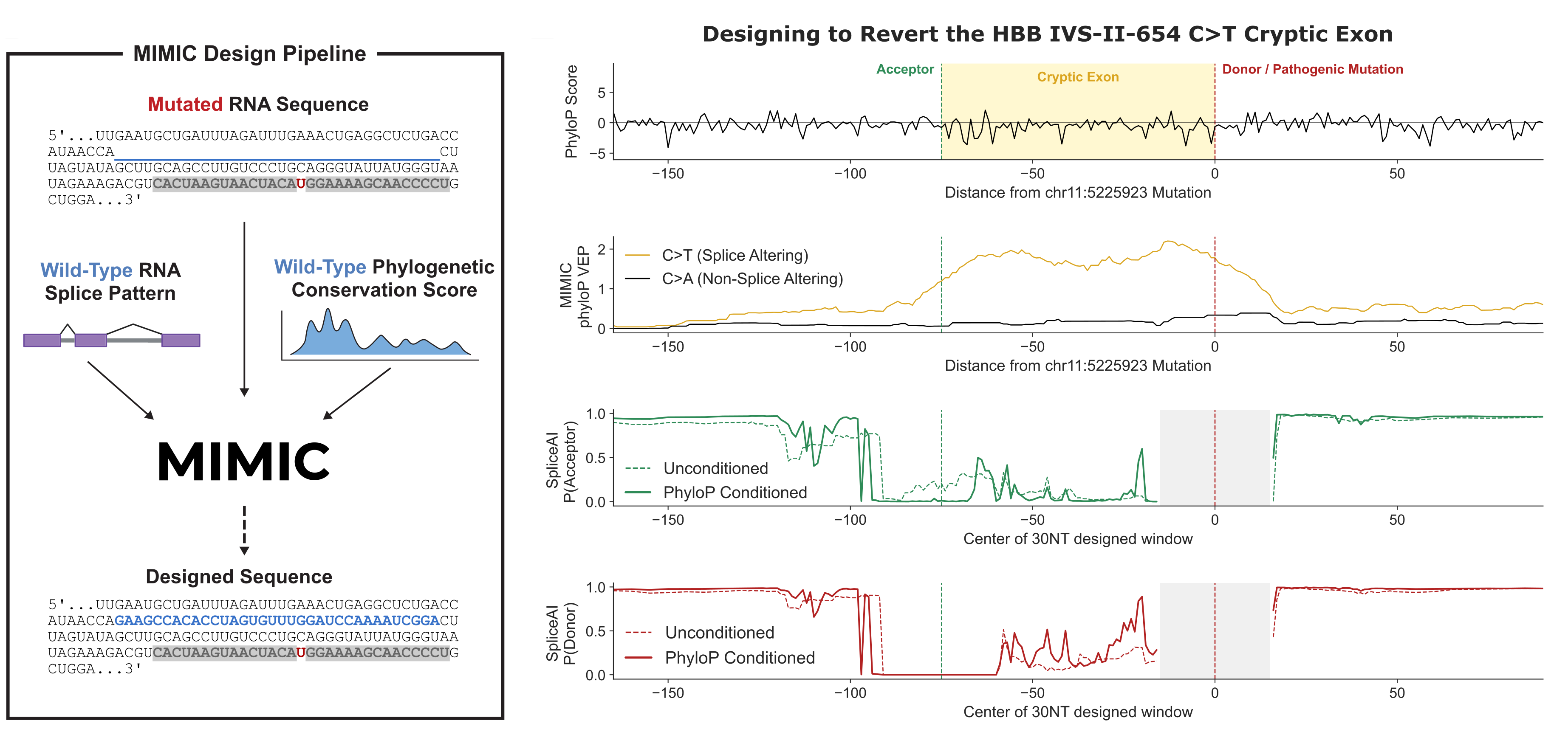 Reverting the HBB IVS-II-654 C>T cryptic exon: the design pipeline, and predicted splicing before and after conditioning.