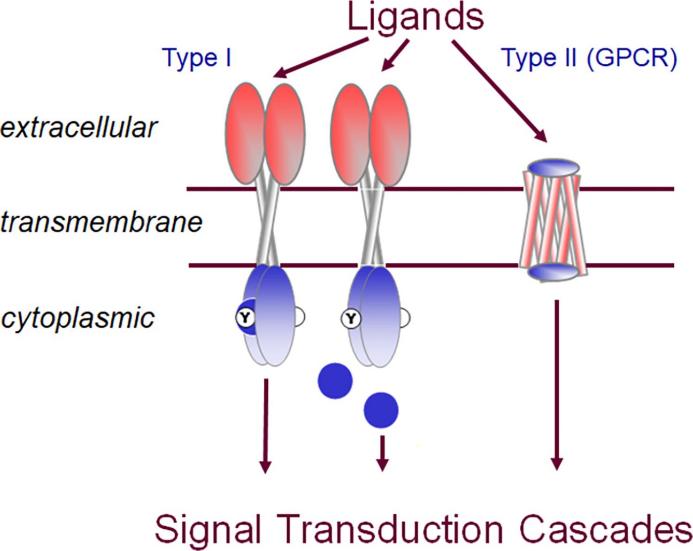 Figure from Transfer of knowledge from model organisms to evolutionarily distant non-model organisms: The coral Pocillopora damicornis membrane signaling receptome