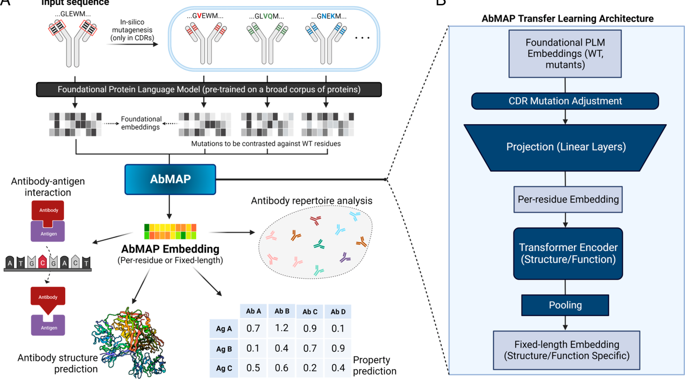 Figure from Learning the language of antibody hypervariability