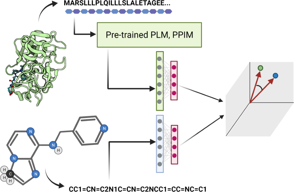 Figure from Adapting protein language models for rapid drug-target interaction prediction