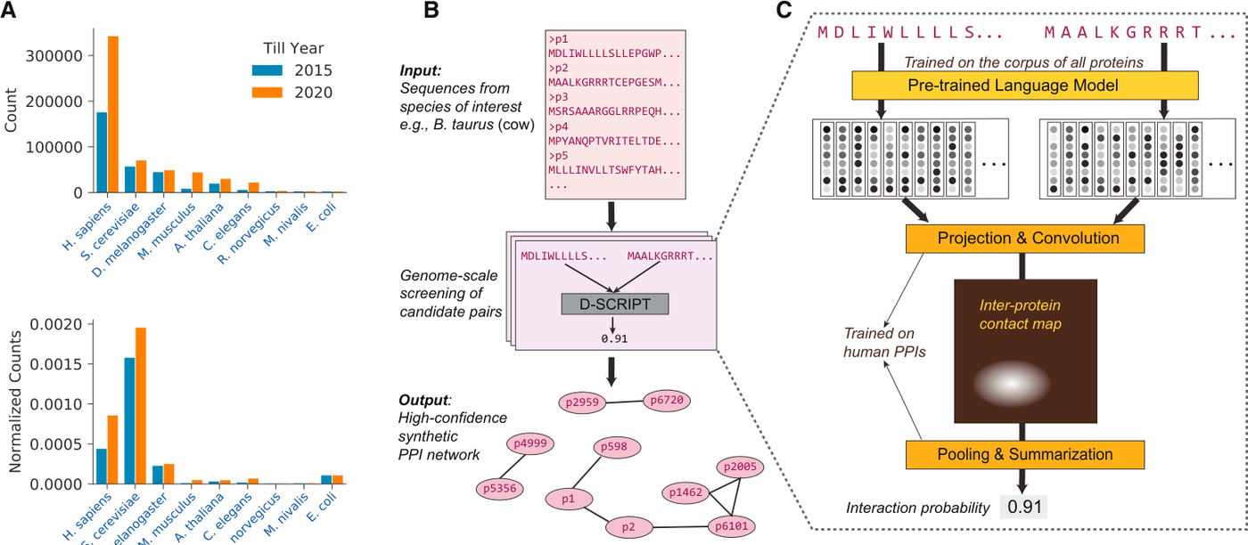 Figure from D-SCRIPT translates genome to phenome with sequence-based, structure-aware, genome-scale predictions of protein-protein interactions