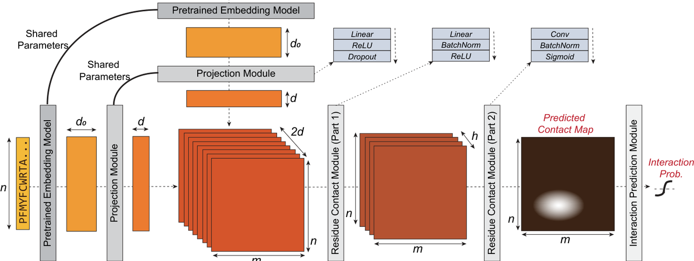 Figure from Sequence-based prediction of protein-protein interactions: a structure-aware interpretable deep learning model