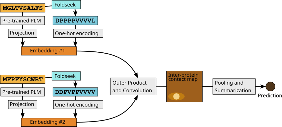Figure from TT3D: Leveraging pre-computed protein sequence models to predict protein-protein interactions