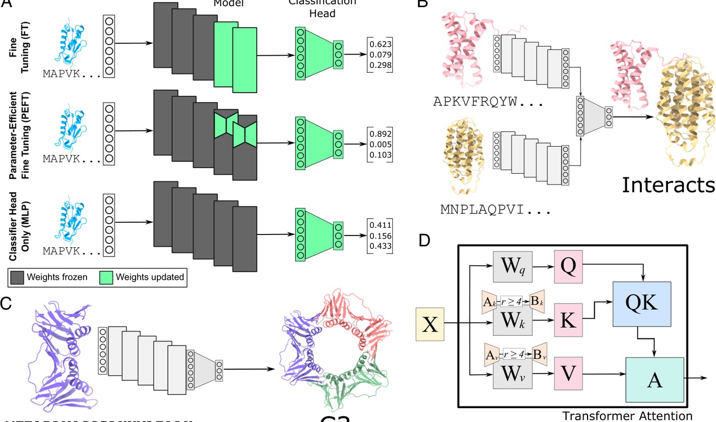 Figure from Democratizing protein language models with parameter-efficient fine-tuning