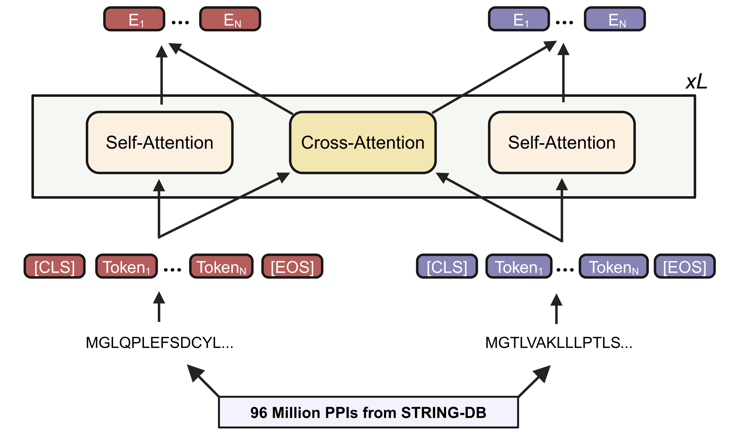 Schematic of MINT, predicting PPI directly in a language model.