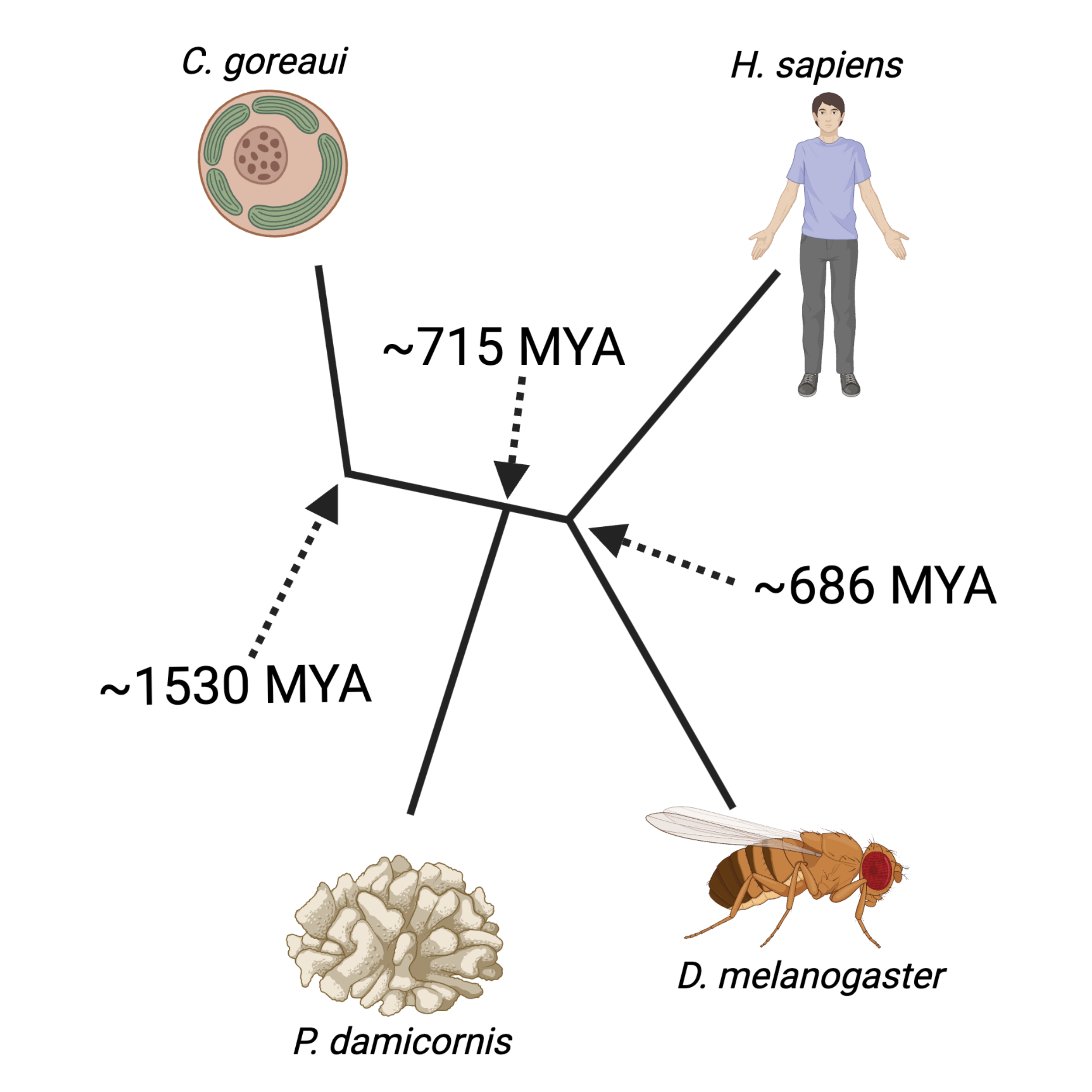 Investigating function in diverse organisms