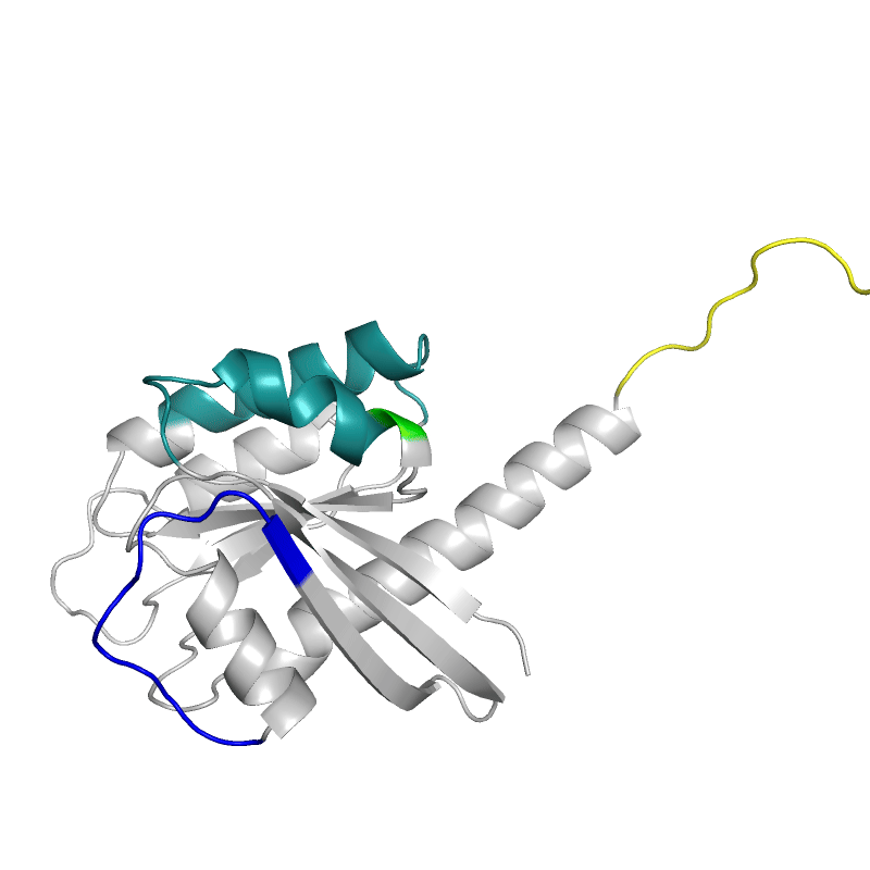 Modeling dynamic allostery